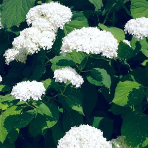 被cao开了上瘾了老想要
